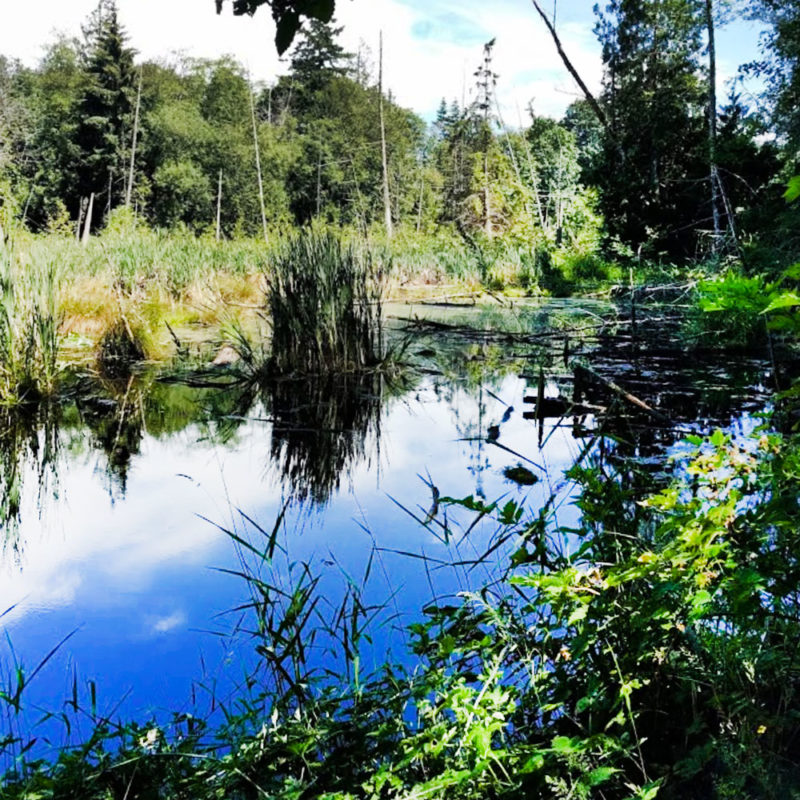 Port Gamble Forest Heritage Park (PGFHP) Kitsap Public Facilities